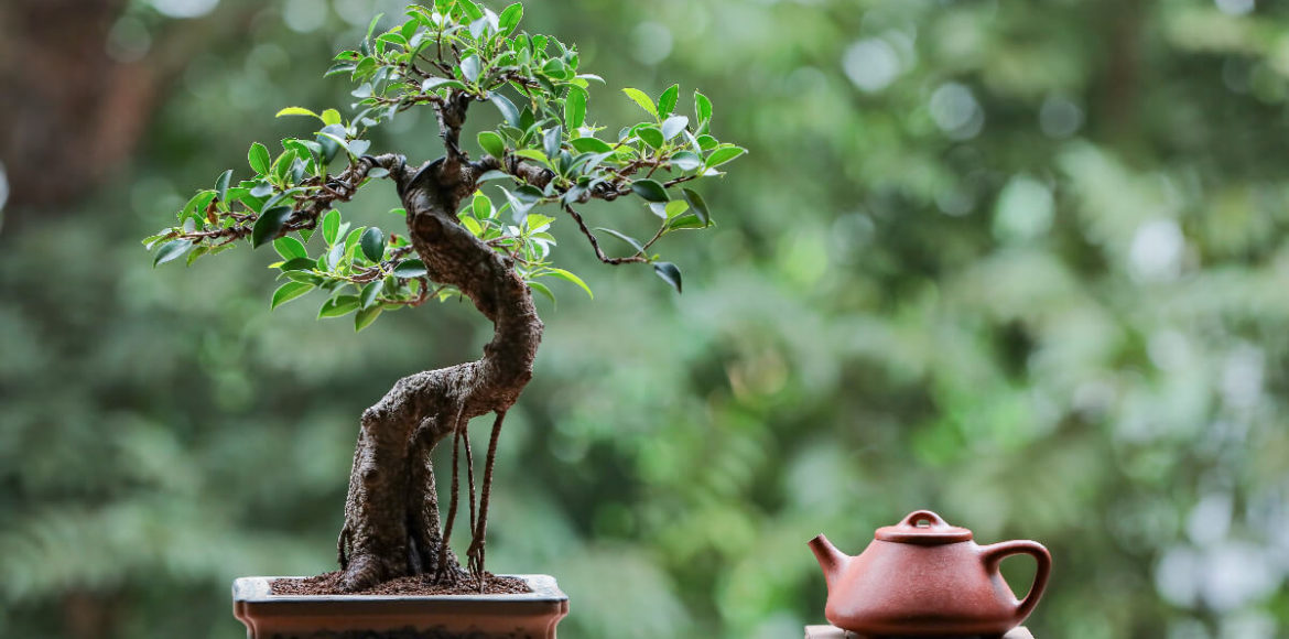Igaz történetek: Hédi és az érző bonsai fa