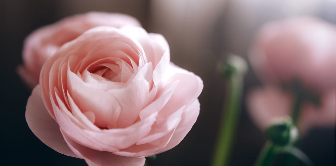 Mágikus virágok: varázsolj szerelmet, bőséget és szerencsét!